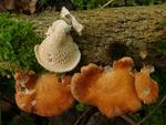 Polyporus mori