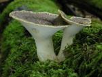 Polyporus tuberaster