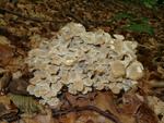 Polyporus umbellatus