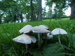 Psathyrella candolleana