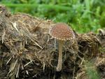 Psathyrella hirta