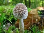 Psathyrella olympiana