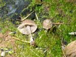 Psathyrella pennata