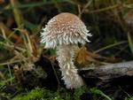 Psathyrella sacchariolens