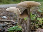 Pseudoclitocybe cyathiformis