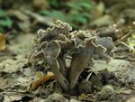 Pseudocraterellus