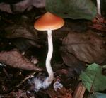 Psilocybe azurescens