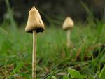 Psilocybe