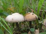 Psilocybe crobula