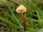 Psilocybe semilanceata fm. sterile