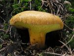 Pulveroboletus lignicola