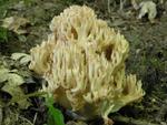 Ramaria botrytis