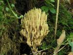 Ramaria stricta