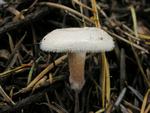 Ripartites tricholoma