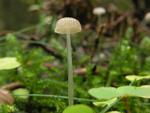 Mycena rorida