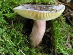 Russula amoena