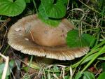 Russula amoenolens