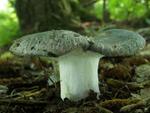 Russula cyanoxantha