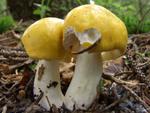 Russula decolorans