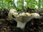 Russula delica