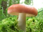 Russula emetica