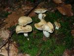 Russula farinipes