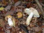 Russula foetens