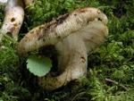 Russula illota