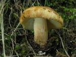 Russula laurocerasi