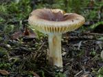 Russula puellaris