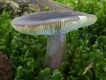 Russula queletii