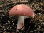 Russula rosea