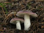 Russula turci