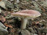 Russula vesca