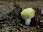 Russula violeipes