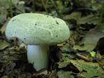 Russula virescens