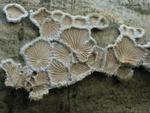 Schizophyllum commune