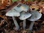 Stropharia caerulea