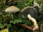 Stropharia hornemannii
