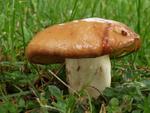 Suillus granulatus