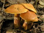 Suillus grevillei