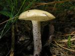 Suillus placidus