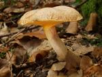 Suillus tridentinus