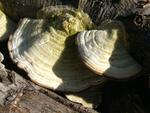 Trametes hirsuta