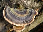 Trametes versicolor