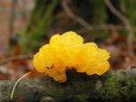 Tremella mesenterica