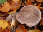 Tricholoma argyraceum