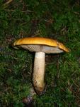 Tricholoma aurantium