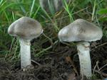 Tricholoma cingulatum