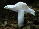 Tricholoma columbetta